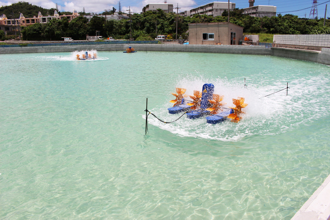 〈産直〉急速冷凍 還元活〆車海老 250g / 500g