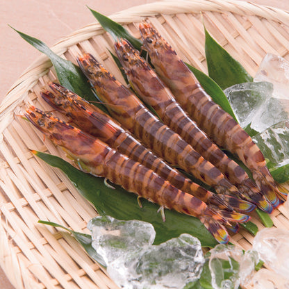 〈産直〉急速冷凍 還元活〆車海老 250g / 500g