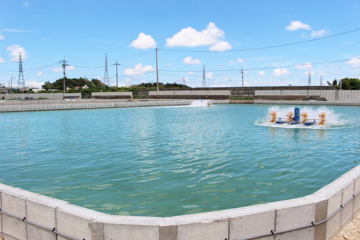 〈産直〉急速冷凍 還元活〆車海老 250g / 500g