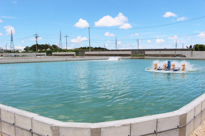 〈産直〉急速冷凍 還元活〆車海老 250g / 500g