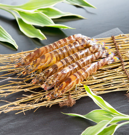 〈産直〉還元活車海老 300g / 500g