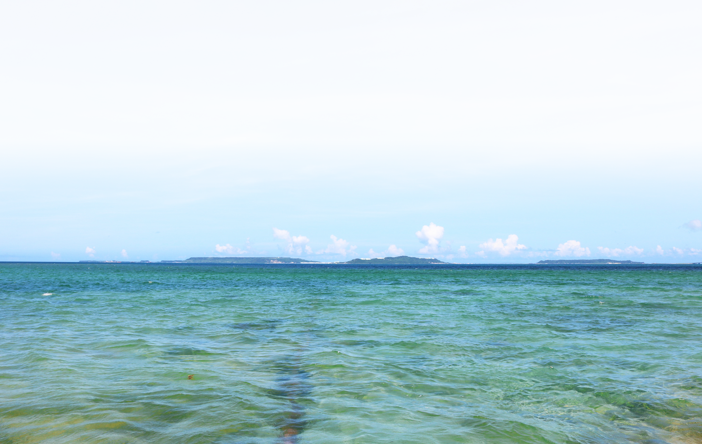 〈産直〉還元活車海老 300g / 500g