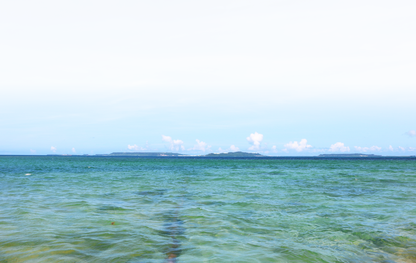 〈産直〉還元活車海老 300g / 500g