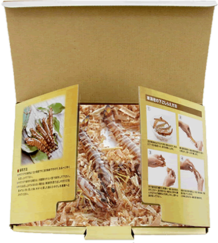 〈産直〉還元活車海老 300g / 500g